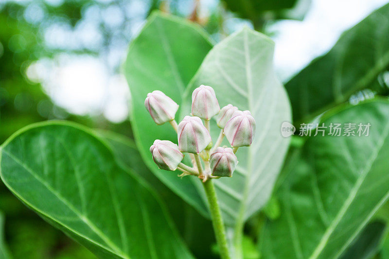 盛开的dok rak爱花